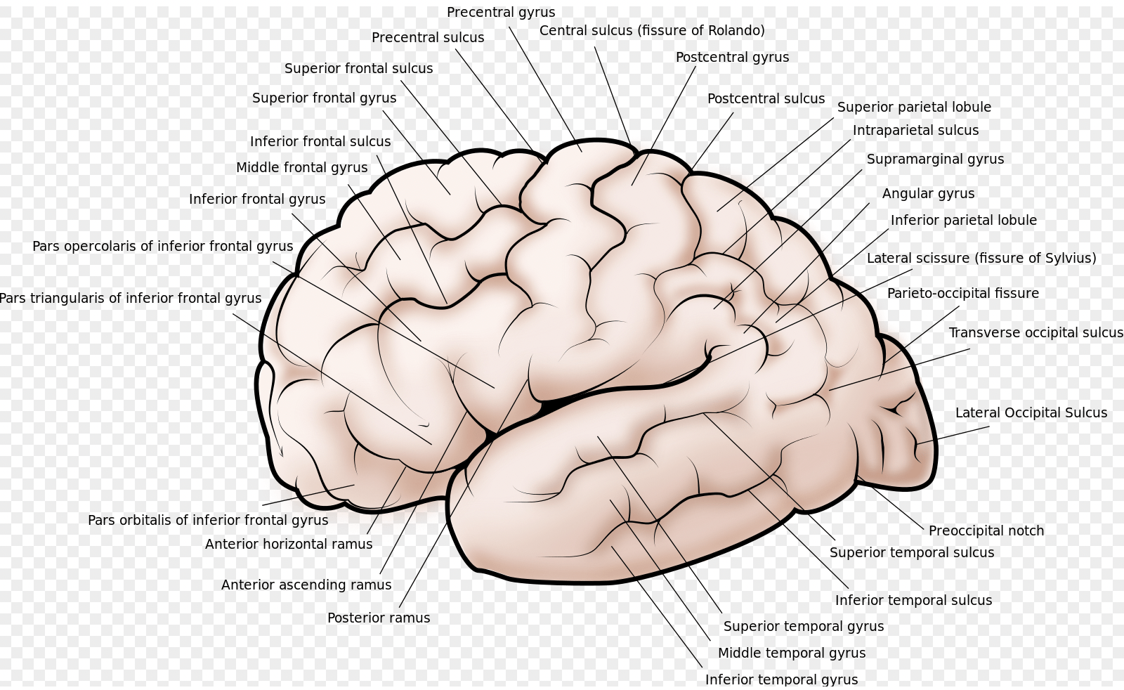 Cortical Structures