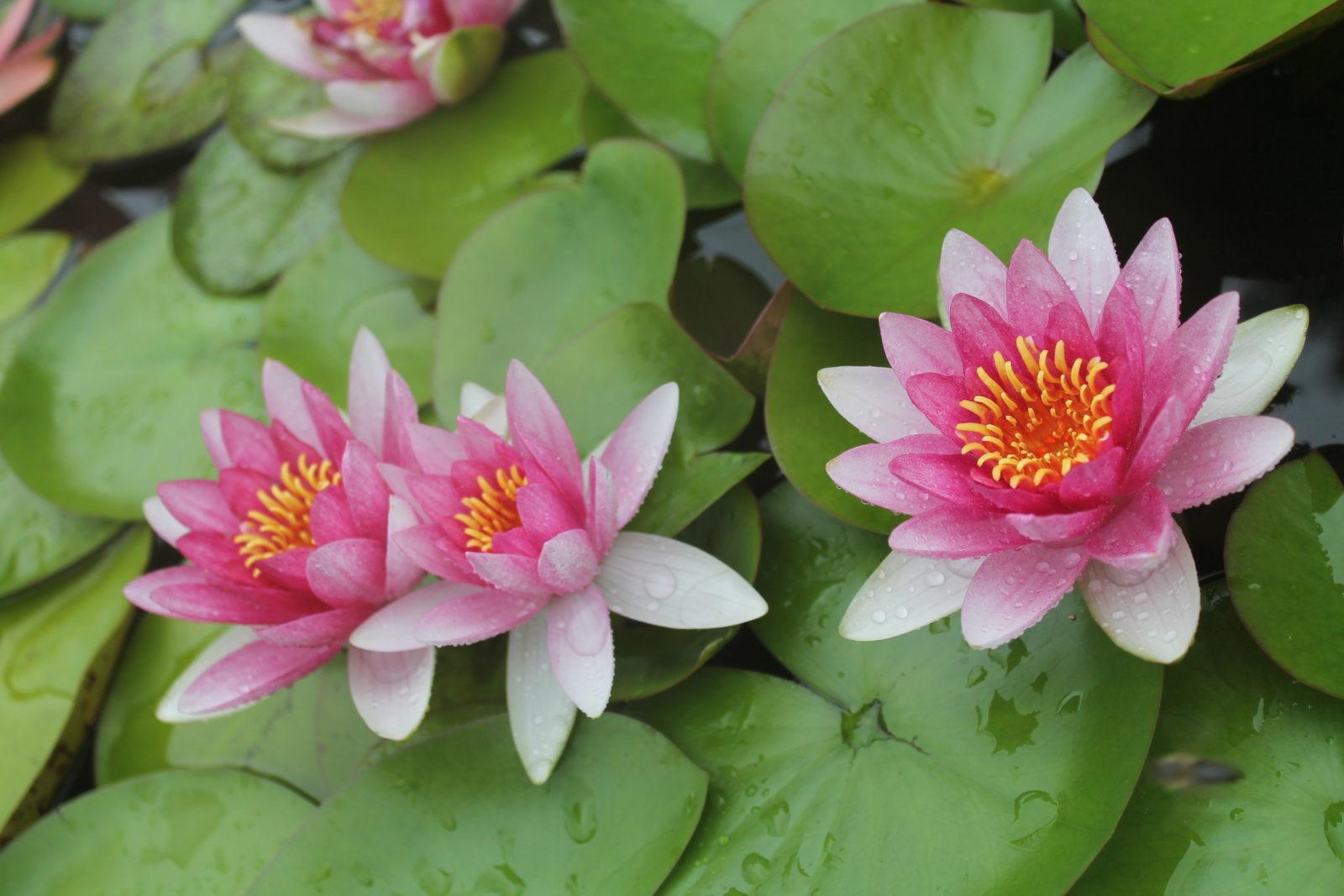 3 pond lilies blossom like karma blossoms from our past actions.